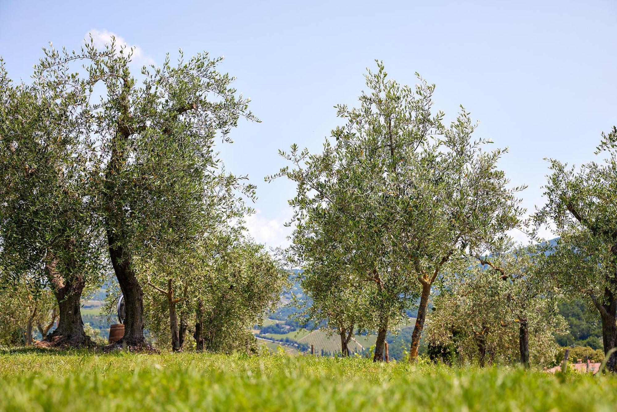 Tenuta Il Poggetto Radda in Chianti Exteriör bild