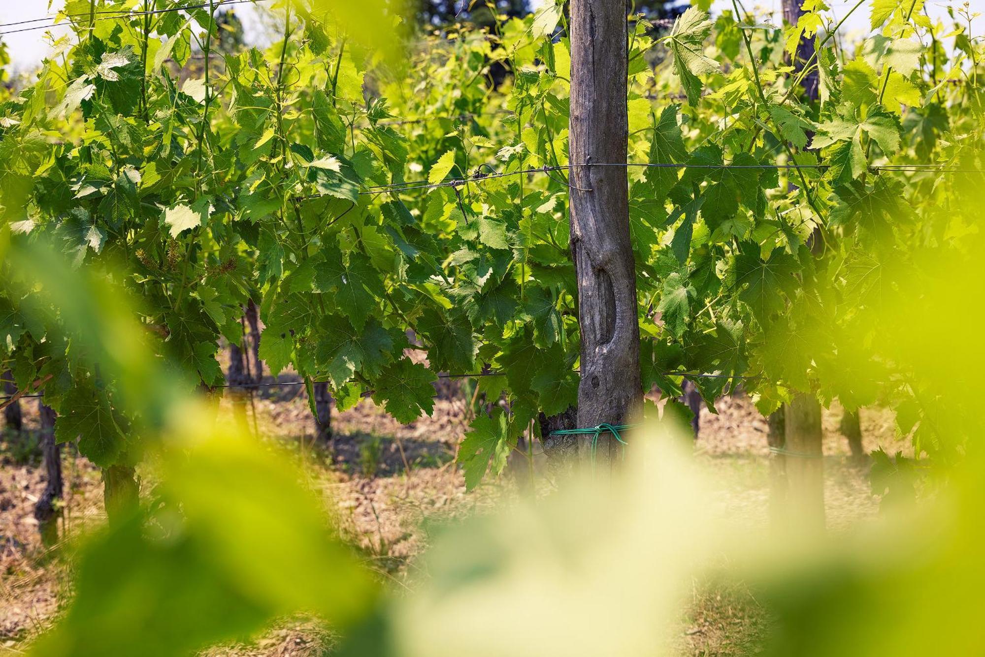 Tenuta Il Poggetto Radda in Chianti Exteriör bild